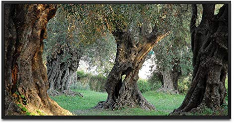 alte Olivenbäume ca. 130x70cm Wandbild inklusive Schattenfugenrahmen schwarz - Panorama Leinwand Bild XXL Format Wandbilder Wohnzimmer Wohnung Deko Kunstdrucke