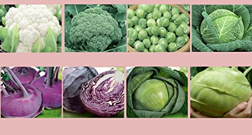 Kohlsamen Set 8 Sorten Profisaatgut Kohlrabi Saatgut Rotkohl Wirsing Rosenkohl