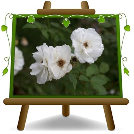 EURO PLANTS VIVAI Meilland White - Plantas rosas blancas - en maceta de 18 cm