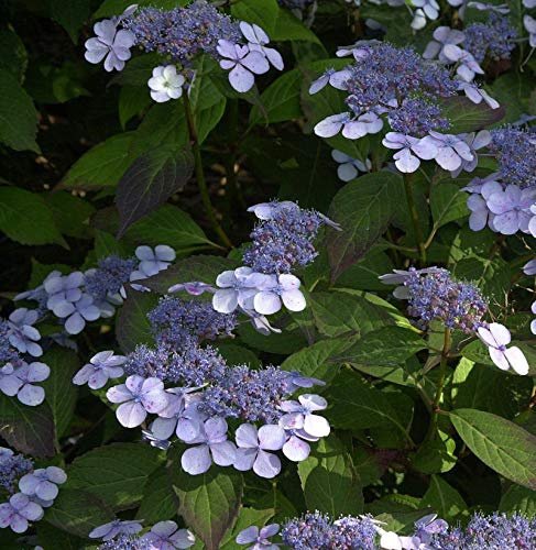 Teller Hortensie Bluebird 30-40cm - Hydrangea serrata - lebende Gartenpflanze aus den Baumschulen