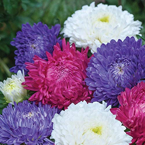 Aster 'Milady Mixed' Seeds Half-Hardy Annual Garden Flowers Plants Easy to Grow Your Own Aster 'Milady Mixed' 1 Packet 150 Seeds by Thompson and Morgan