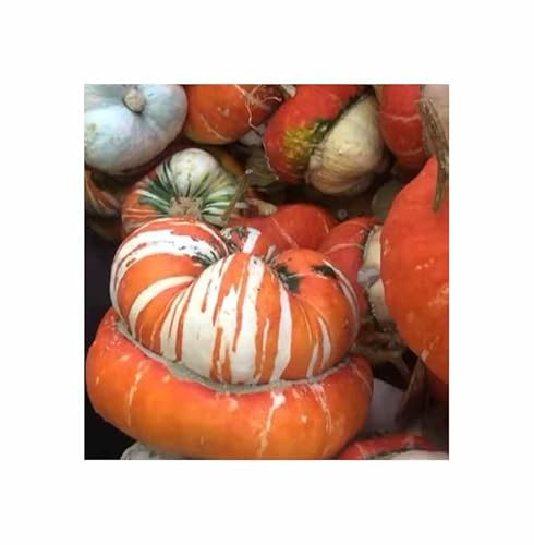 Stk - 8x Zierkürbis türkische Mütze Große Früchte Patisson Pflanzen - Samen KS440 - Seeds & Plants Shop by Ipsa