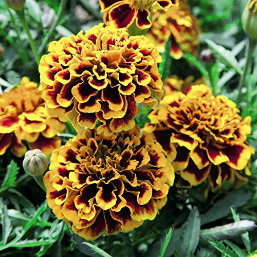 French Marigold Seeds 'Colossus' Tagetes patula Half-Hardy Annual Giant Orange Red Edible Blooms Easy to Grow Your Own Garden Bedding Flowers 1x Packet (Approx. 150 Seeds) by Thompson and Morgan