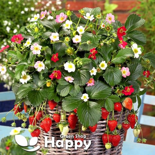 Trailing Strawberry Rainbow treasure F1 5 seeds + Plant tag + Freebie - Fragaria x ananassa