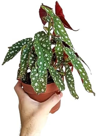 Begonia Maculata Planta Natural para Interior y Exterior