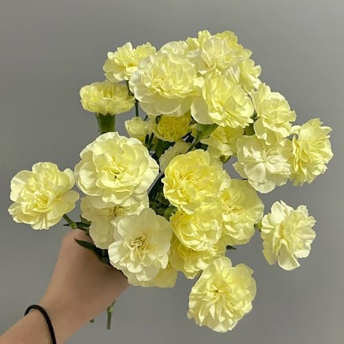 semillas de clavel perenne, clavel dulce macizo con orgánicas de clavel silvestres de balcón perennes para 2000pcs
