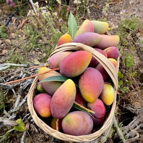 mangobaum gartenpflanzen steingartenpflanzen winterhart biosaatgut obstbäume balkonpflanzen winterharte stauden mehrjährig mango bio winterharte kübelpflanzen obstsamen zimmerpflanze 20samen