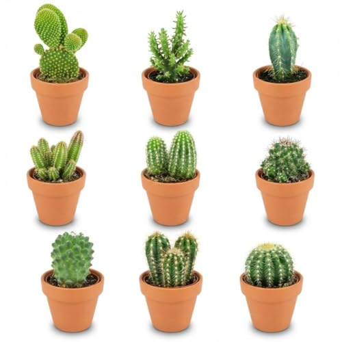 Mini Cactus en Maceta de Terracota, Planta de Interior, Set de 9, Ø 8.1 cm