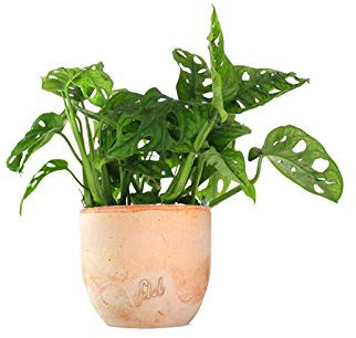 Filodendro pianta vera, Monstera Obliqua o Monkey Leaf | Vaso artigianale FLOB Ø 14 | Altezza 30-35 cm| Flob flower Terracotta