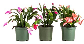 DECOALIVE Kit de Tres Cactus Naturales de la Navidad