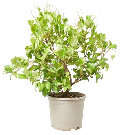 Verdecora Ligustro Texanum en maceta 5 litros| Ligustrum japonicum 'Texanum' | Arbusto Natural de Exterior | Follaje Denso y Verde Brillante | Ideal para Setos, Jardines y Terrazas