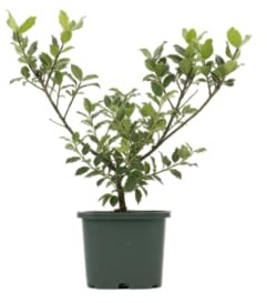 DECOALIVE Acebo Natural Agrifolio Planta de Navidad Clásica y Atemporal