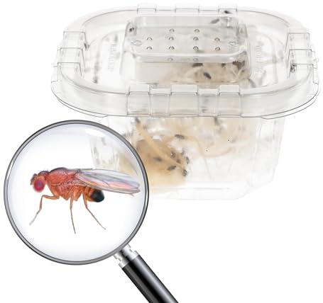 Livefoods4u Live Flightless Fruit Flies Hatched | Reptile & Frog Food