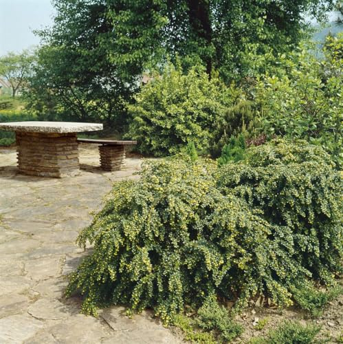 Berberis verruculosa 20-25 cm – Winterhart, Immergrün, Pflegeleicht – Warzen-Berberitze – Heckenpflanze für Garten & Sichtschutz