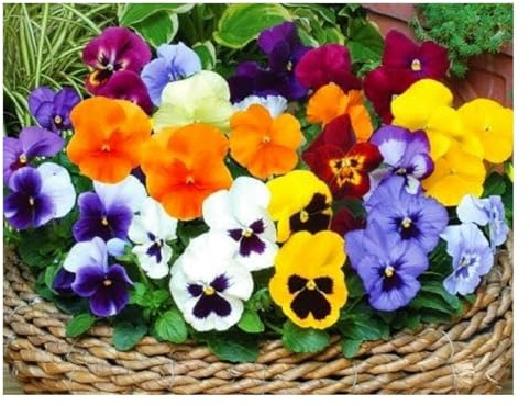 Buy4seeds 150 seeds Winter Flowering Pansy Viola mix Useful for Gardening (150 Seeds) Easy To Grow