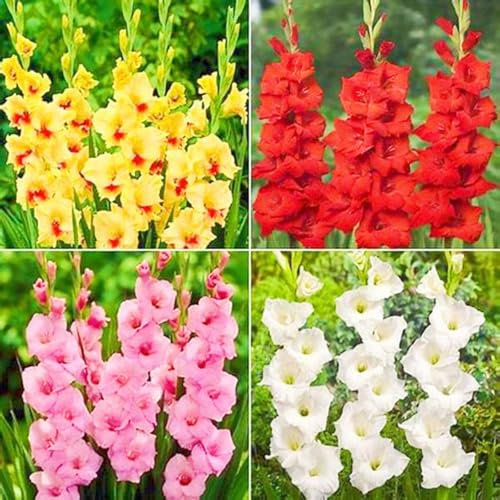 Gladiolus Bulbs UK Wedding Flowers/Cut Flowers/Plant Bulbs-15bulbs-e