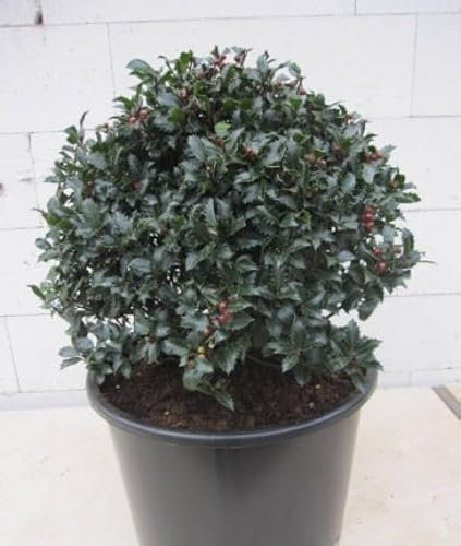 Ilex meserveae Winterjuwel Kugel - Stechpalme - 45