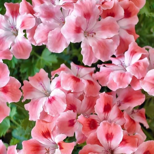 semi di geranio di recisi gerani pelargonium appesi primaverile, selvatici, ombra biologici aiuola resistenti 80pcs