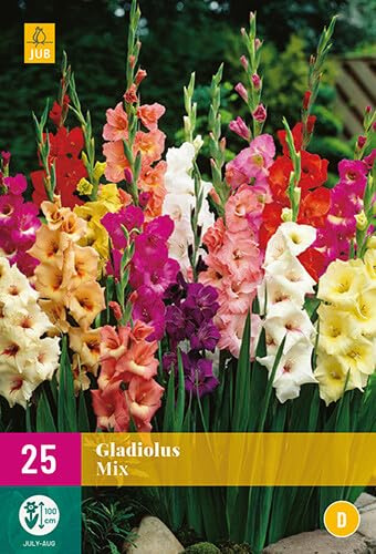 Mix de 25 bulbes de GLAÏEUL