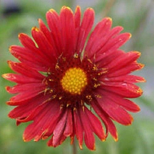 Semi Freschi - Gaillardia - Borgogna - 150 Semi:Semi