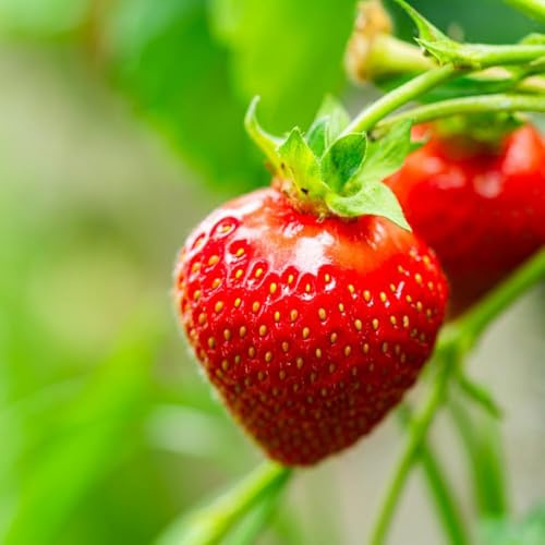 100 piezas fresas semillas organicas semillas fresa, de balcón de fresa, resistentes fresas trepadoras