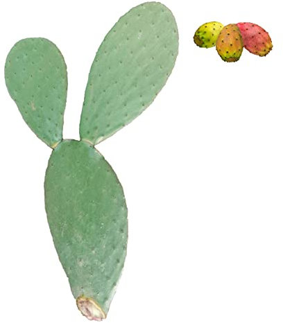 5Pz Pianta pala fico d'india alberello per frutti - Opuntia ficus indica