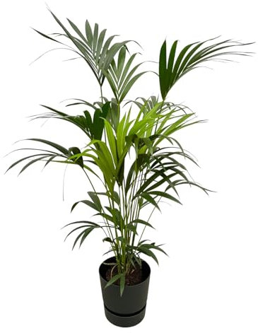 Kentia-Palme einschließlich Greenville Rund schwarz - 150-160cm - Ø30cm - Zimmerpflanze - Komplett-Set - Pflanze mit Topf
