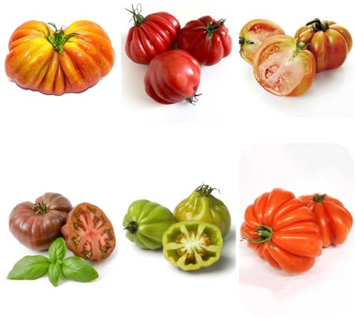 semillas de tomate corazón de buey, s resistentes para jardín semillas tomate carne, balcón invernadero variedades antiguas exterior resistentes 300pcs