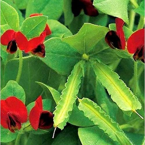 Asperges Pois - 60 Graines - Tetragonopulus Purpureus - Peatre ailé - comestible - NPWS