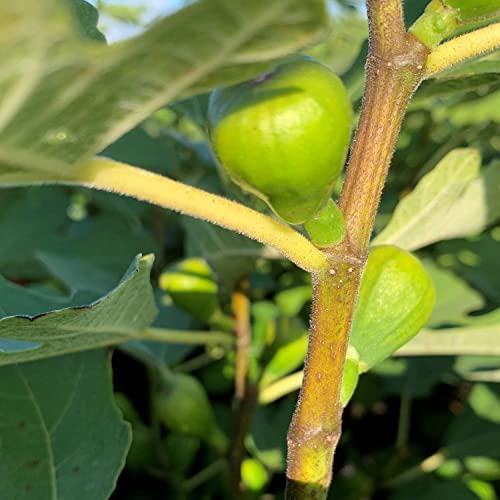Feige Firoma Ficus carica winterfest mehrjährig bis 10cm große Früchte