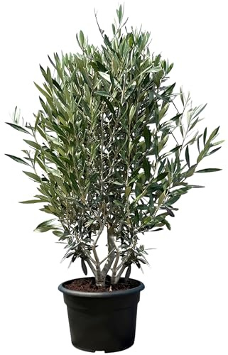 Sunny Tree Olivier Olea Europaea en forme d'arbuste - Buisson - Olivier à feuilles persistantes - Résistant au froid - 18 - Hauteur 140-160 cm avec pot - A+