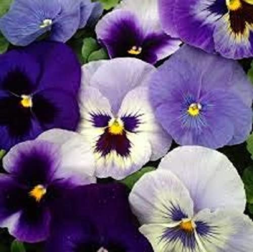 Pansy Plants, 'All The Blues', 20 x Full Plant Pack, Bedding Plants, Pansies, Garden Flowers, Flowering, Garden Ready and Ready to Plant, Premium Quality Flowers