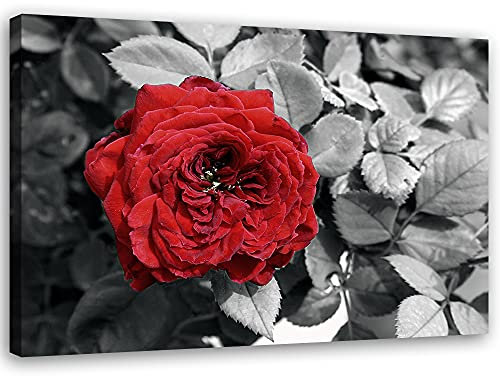 Feeby Impression sur Toile Intissé Rose Rouge Motif Floral 90x60 cm Image Moderne Tableau Déco Mural Salle De Séjour Gros Plan Du Calice De Pétales rouge