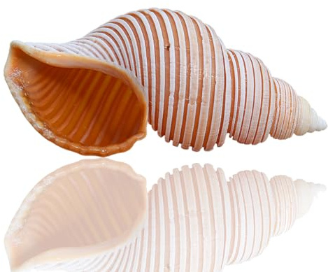 Coquille de mer naturelle. Coquillages naturels énormes, grande coquille de conque naturelle, grande conque naturelle de 8 à 10 Cm, idéale for une fête à thème sur la plage(8/9cm)