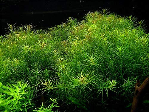 Mayaca sellowiana - 1 Ramo - Plantas Naturales para acuarios