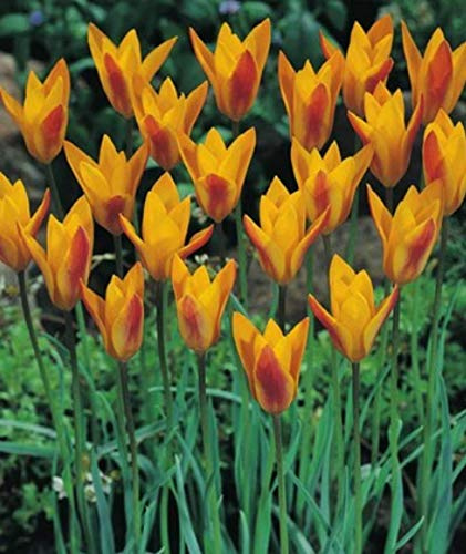 Wildtulpen clusiana Cynthia Botanische Tulpen Tulpenzwiebeln (20 Blumenzwiebeln)