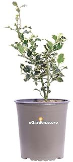 Pianta di Agrifoglio Variegato o Ilex Aquifolium Argentea Marginata pianta ornamentale da esterno pianta variegata vera venduta da eGarden.store
