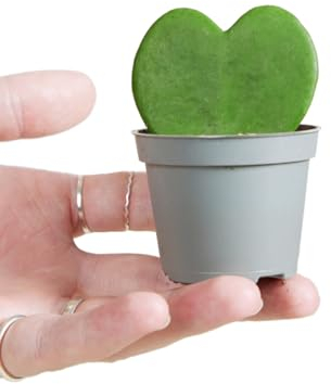 PLNTS - Baby Hoya Kerrii (Wachsblume) - Zimmerpflanzen, Pflanzen Echt, Nachhaltige Verpackung Herzpflanze- 6cm Topf - Höhe 10cm - Direkt von der Gärtnerei