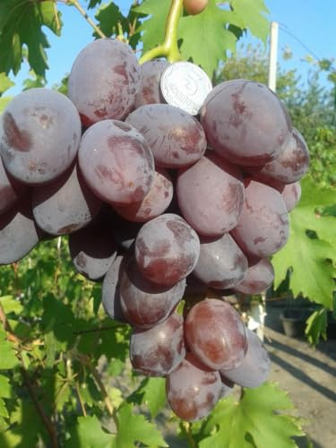 UVA DA TAVOLA VIOLA ATTILA,SENZA SEMI,RESISTENTE, GRANO CROCCANTE, PRECOCE,VASO 2 LITRI 40-50 CM