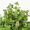 250 Graines de Marjolaine Officinale