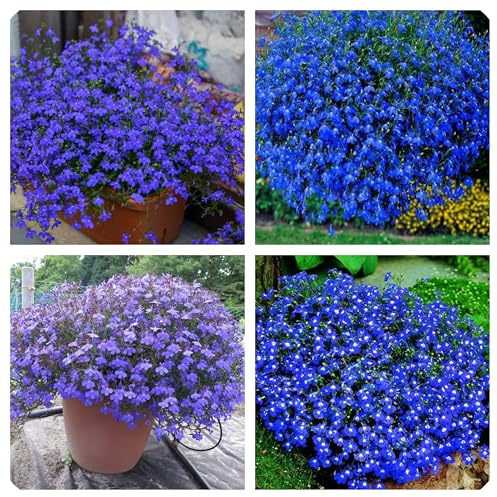 Semi Lobelia Nana Blu, (Lobelia Erinus) Lobella fiori adatti vaso aiuole bordature, Fioritura Abbondante, blue lobelia seeds confezione 500 semi