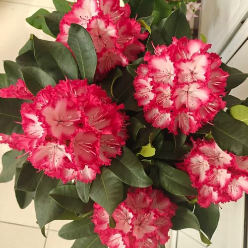 Semi di rododendro resistenti - balconi azalea giardino interno in vaso, perenni 250pcs
