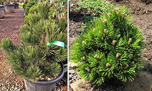 Vivaio Garden Forest Pinus Heldreichii ‘Compact Gem’ Pino Nano Sempreverde – Conifera Ornamentale Compatta, Pino Bosniaco Nano per Giardino o Vaso