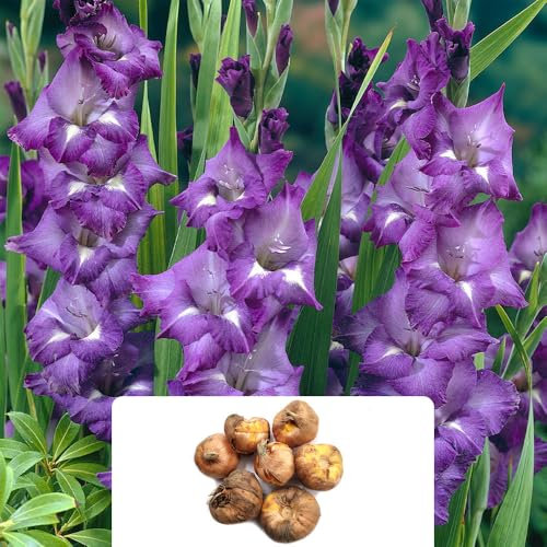 6 Gladioli Blue Isle Bulbs – Stunning Cut Flowers – Premier Collection – Perennial Variety with Vibrant Colour – Blooms Throughout Summer – Perfect for Your Garden – Grown for UK Climate Conditions