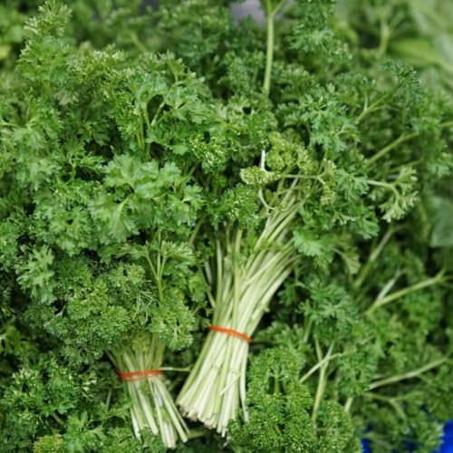 semi di prezzemolo biologico - decorazione giardino esterni esotiche resistenti perenni 400pcs