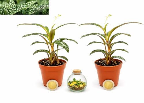 POWERS TO FLOWERS - SCILLA VIOLACEA, LEDEBOURIA SOCIALIS, VASO 5,5 CM DIAMETRO, MINI IDEALE PER TERRARIUM, 2 PIANTE, Piante Vere