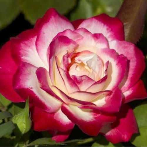 Verdecora Rosal Floribunda Bicolor Jubilé De Prince De Monaco en maceta de 2 litros | Planta Natural de Exterior Floración Abundante blanco y rojo | Ideal para Jardines, Bordes y Macizos
