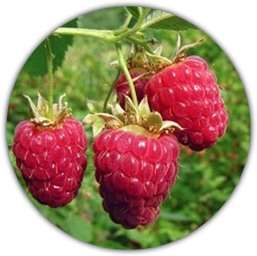 Riesen Himbeere - Ca. 50 Samen - Rubus idaeus - Für Mehrjährige Pflanzen - Gesunde & Vitaminreiche Früchte