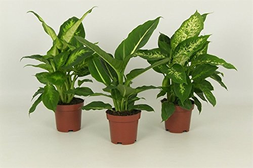 Dieffenbachie, 3er Set mit 3 verschiedenen Sorten, Zimmerpflanzen, sehr pflegeleicht ideal für Anfänger (3er Set je im 12cm Topf, ca. 40cm hoch)