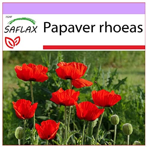 SAFLAX - Amapola de maíz - 27000 semillas - Papaver rhoeas